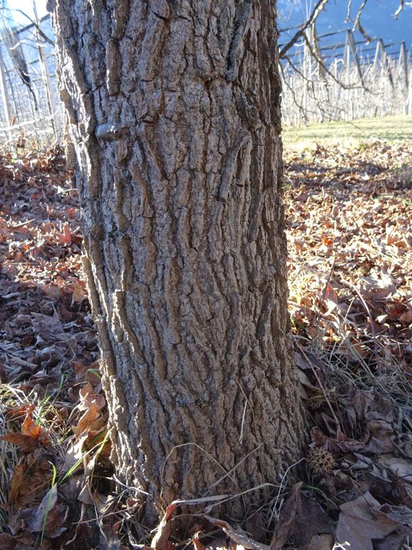 Liquidambar styraciflua - Altingiaceae